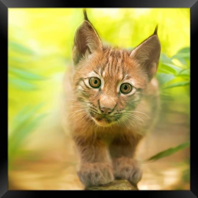 baby lynx Framed Print by Silvio Schoisswohl