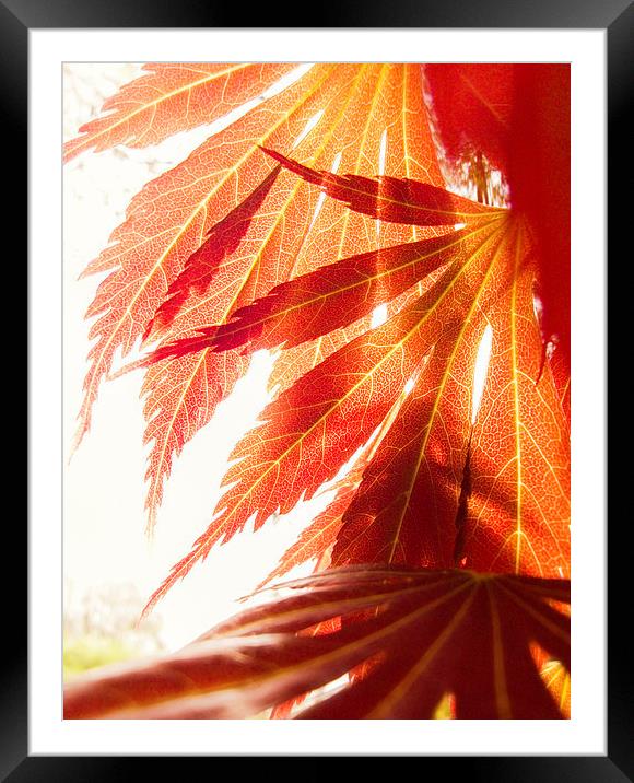 maple leaves Framed Mounted Print by Silvio Schoisswohl
