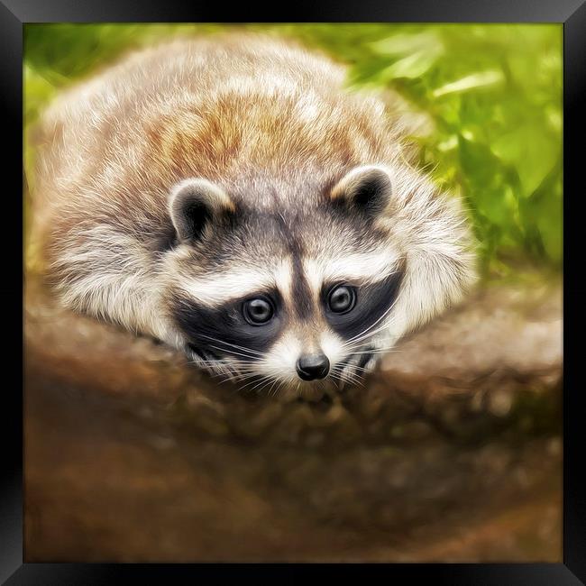 jonny the cute raccoon Framed Print by Silvio Schoisswohl