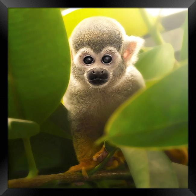 baby squirrel monkey Framed Print by Silvio Schoisswohl