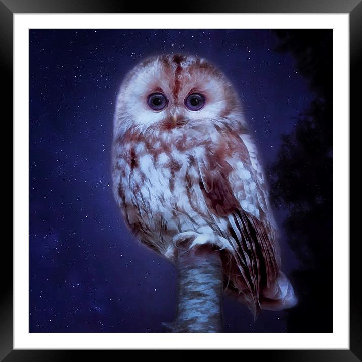 cute little screech owl Framed Mounted Print by Silvio Schoisswohl