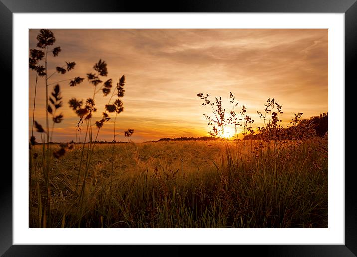 grainfield Framed Mounted Print by Silvio Schoisswohl