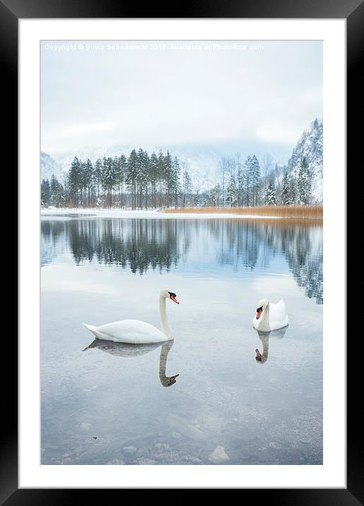  winter swan lake Framed Mounted Print by Silvio Schoisswohl