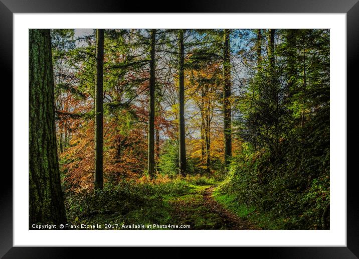 Autumnal Walk Through Beaumont's Woods Framed Mounted Print by Frank Etchells