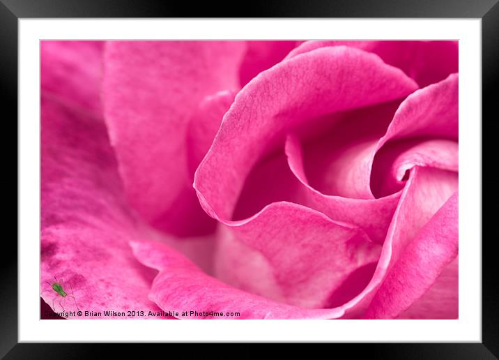 Pink Rose Framed Mounted Print by Brian Wilson