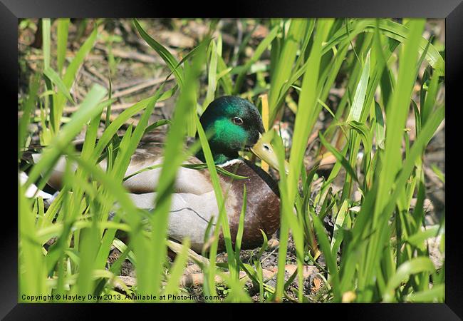 Quack Framed Print by Hayley Dew