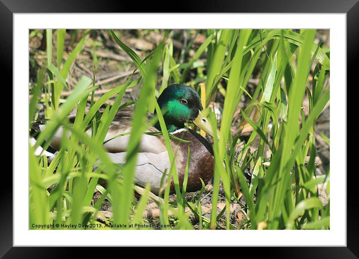 Quack Framed Mounted Print by Hayley Dew