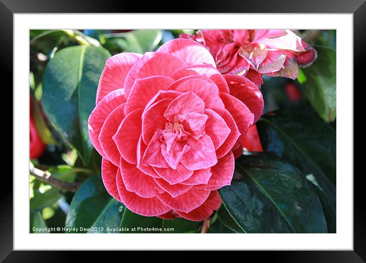 Rosy Rose Framed Mounted Print by Hayley Dew