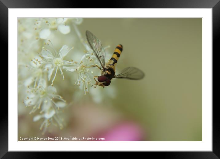 Posing Fly Framed Mounted Print by Hayley Dew