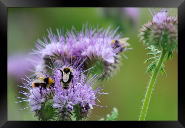 Busy Beez! Framed Print by Hayley Dew