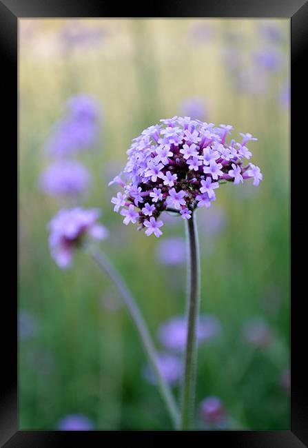 Calming Lilac Grasses Framed Print by Jayne Walmsley