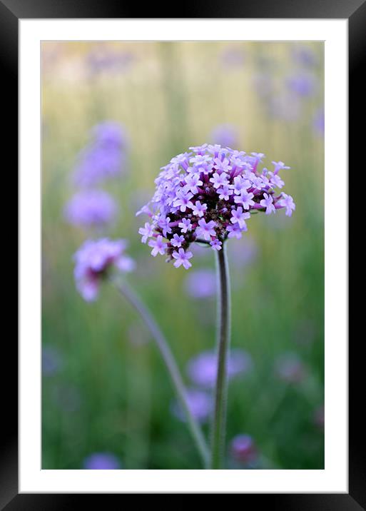 Calming Lilac Grasses Framed Mounted Print by Jayne Walmsley