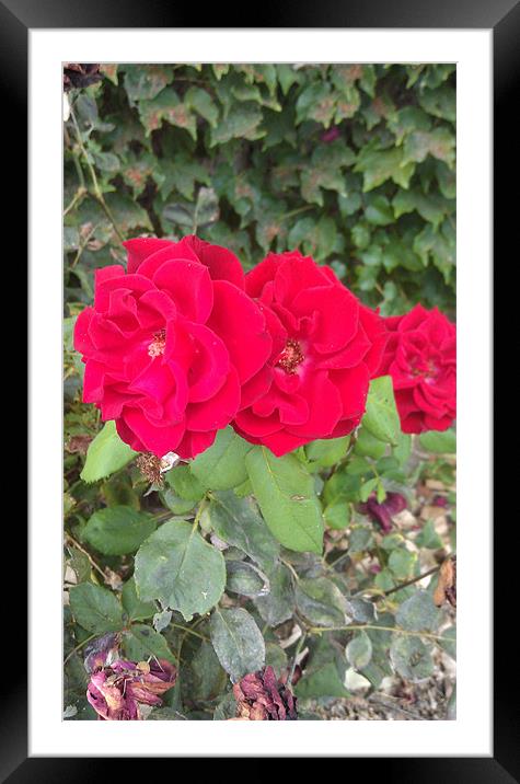 Red Roses Framed Mounted Print by Samantha Luarkie
