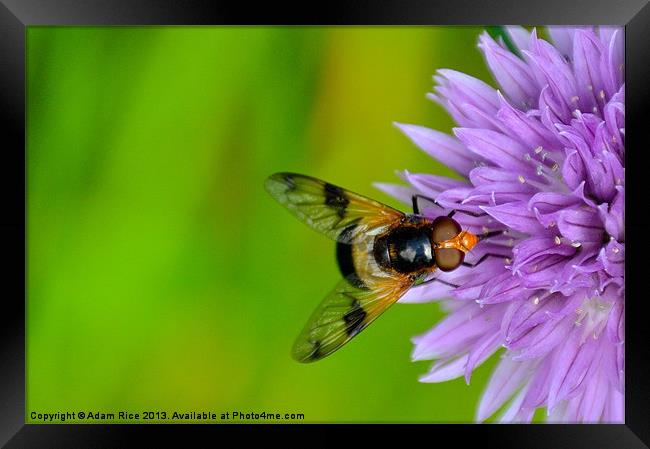 Buzzin Framed Print by Adam Rice