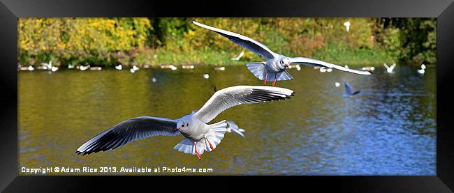 Seagull Attack Framed Print by Adam Rice