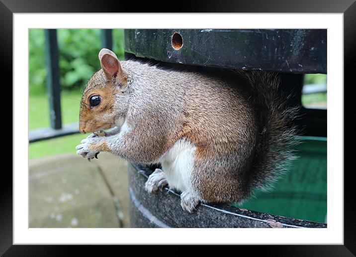 Squirrel chip eater Framed Mounted Print by paul wheatley