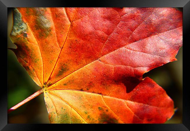 Autumn coloured leaf Framed Print by paul wheatley