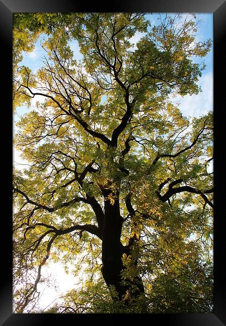 Spring tree Framed Print by paul wheatley