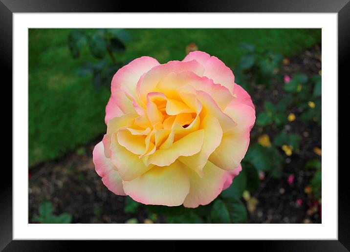Yellow Rose Framed Mounted Print by paul wheatley