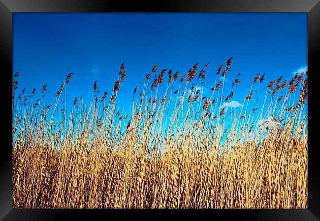 Reed bed sky view Framed Print by paul wheatley