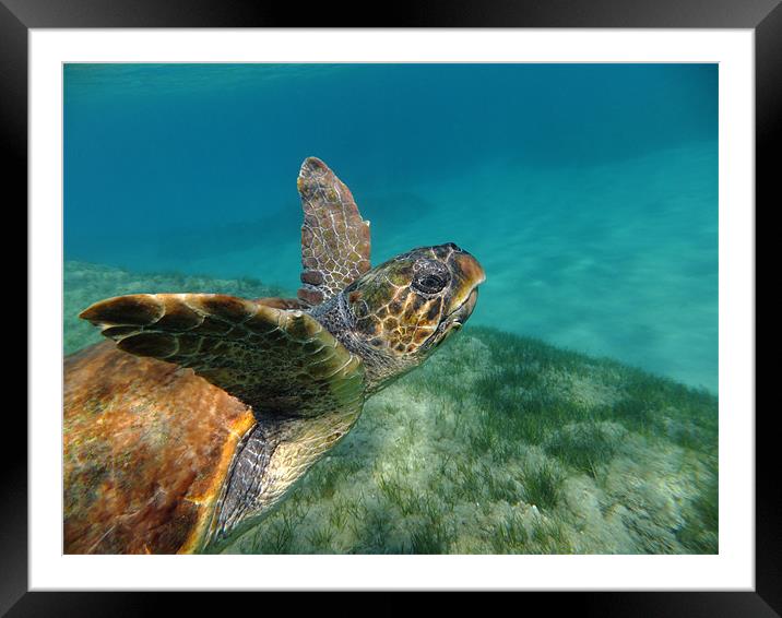 Turtle swimming Framed Mounted Print by martyn green