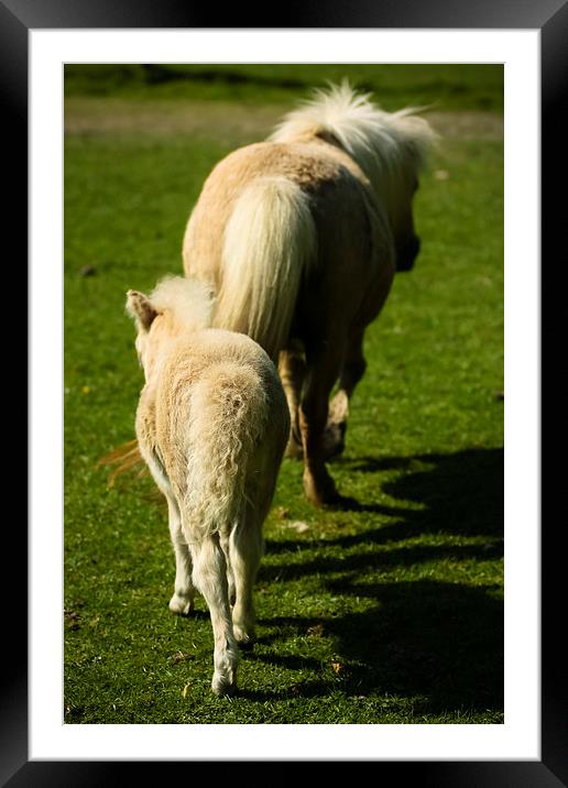 An Adorable Homeward Bound Framed Mounted Print by P D
