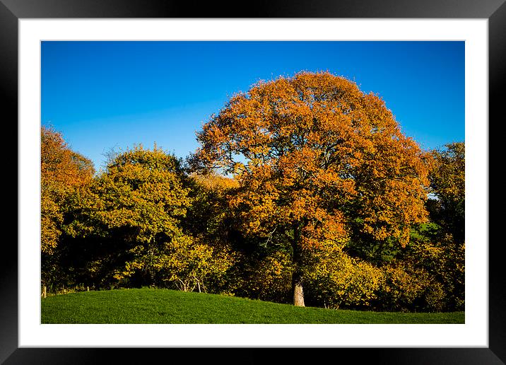 Golden Autumn Tree in English Woodland Framed Mounted Print by P D