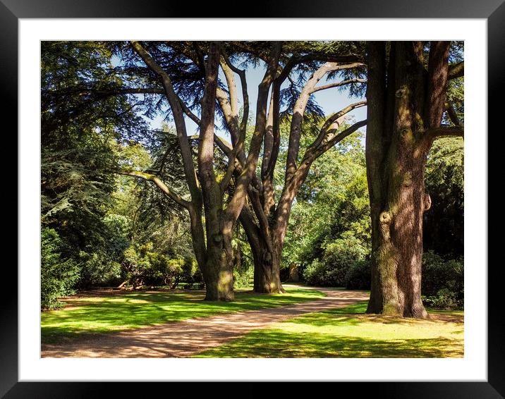 Enchanting Journey Through the Forest Framed Mounted Print by P D