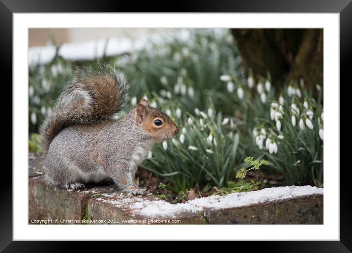 Squirrel standing on snow covered wall in front of a flwoer bed  Framed Mounted Print by Christine Kerioak