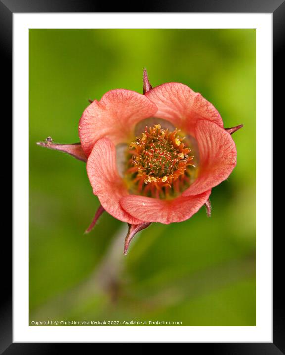 Close up of Geum flower Framed Mounted Print by Christine Kerioak