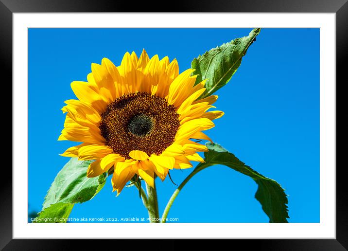 Single Sunflower Against Blue Sky Framed Mounted Print by Christine Kerioak
