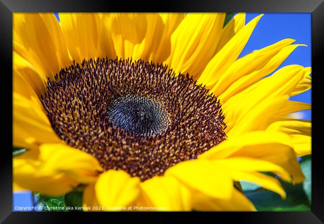 Sunflower Close up Framed Print by Christine Kerioak