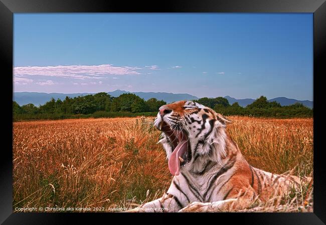 Yawning Tiger in field Framed Print by Christine Kerioak