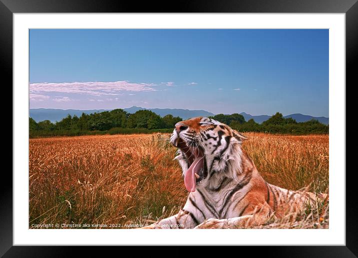 Yawning Tiger in field Framed Mounted Print by Christine Kerioak