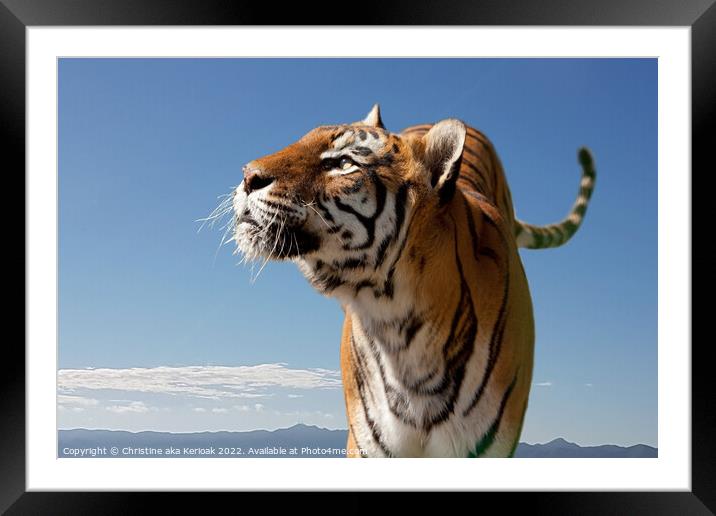 Bengal Tiger, looking up Framed Mounted Print by Christine Kerioak