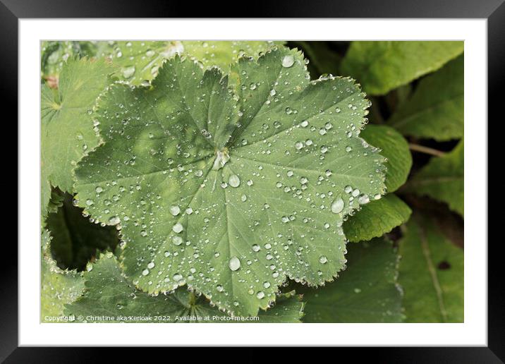 Ladys Mantle with raindrops Framed Mounted Print by Christine Kerioak