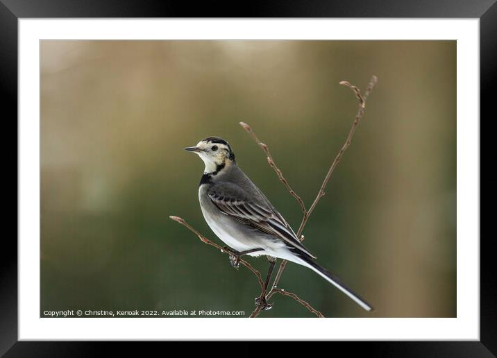 Pied Wagtail Framed Mounted Print by Christine Kerioak
