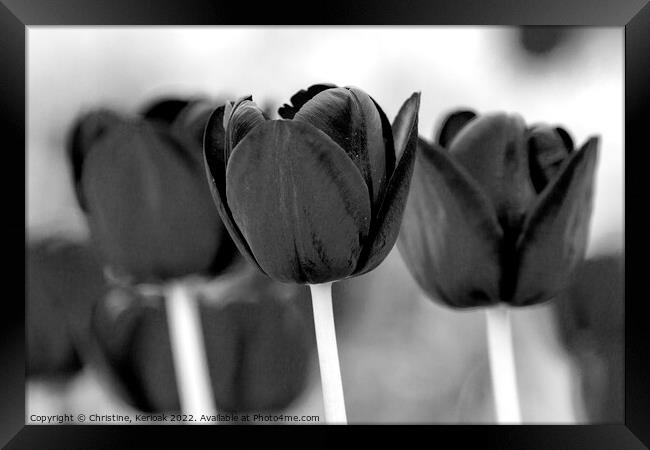 Three Black Tulips Framed Print by Christine Kerioak