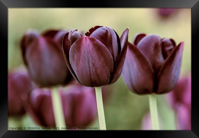 Queen of the Night Tulips Framed Print by Christine Kerioak
