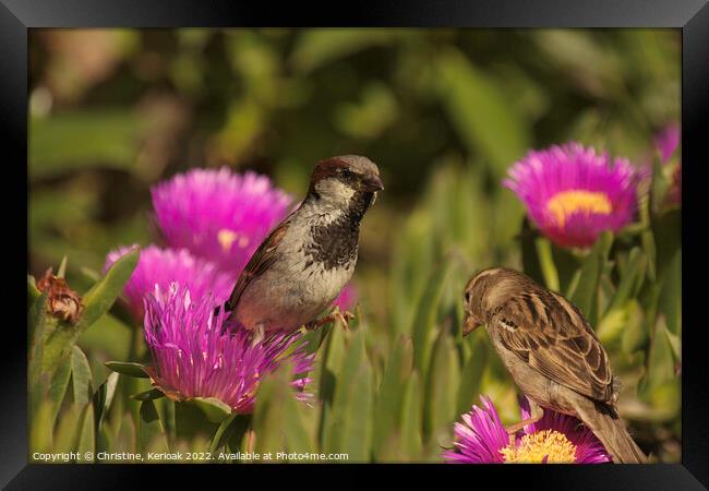 Pair of Sparrows on Mesembryanthemum Framed Print by Christine Kerioak