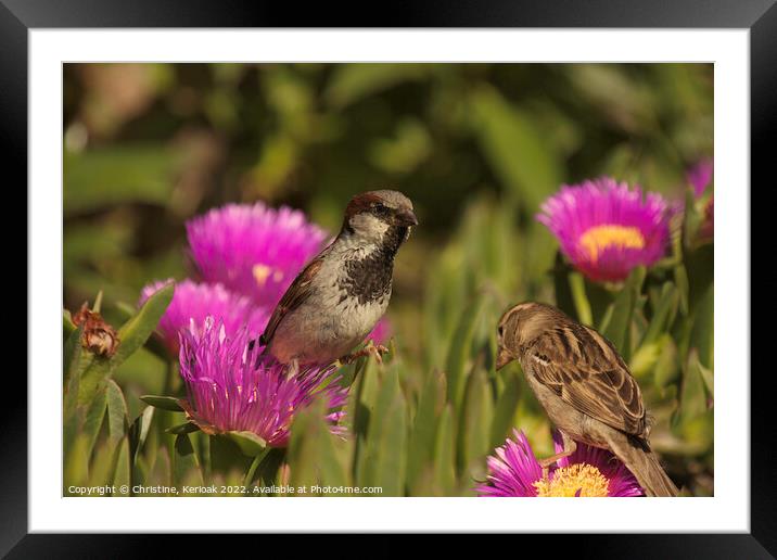 Pair of Sparrows on Mesembryanthemum Framed Mounted Print by Christine Kerioak