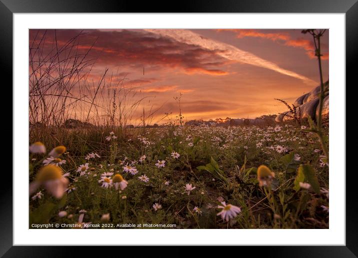 Low Level View of Daisies and Sunrise Framed Mounted Print by Christine Kerioak