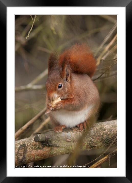 Red Squirrel Framed Mounted Print by Christine Kerioak