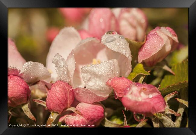 Apple Blossom with Rain Drops Framed Print by Christine Kerioak