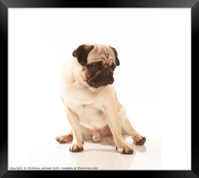 Pug Looking Down Framed Print by Christine Kerioak