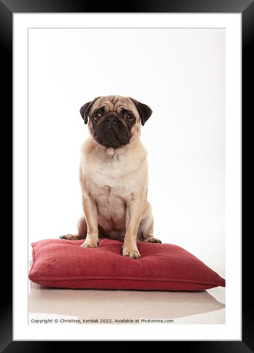 Pug Sitting on a Cushion Framed Mounted Print by Christine Kerioak