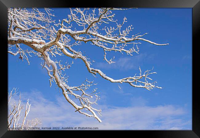 Snow Covered Branch Framed Print by Christine Kerioak