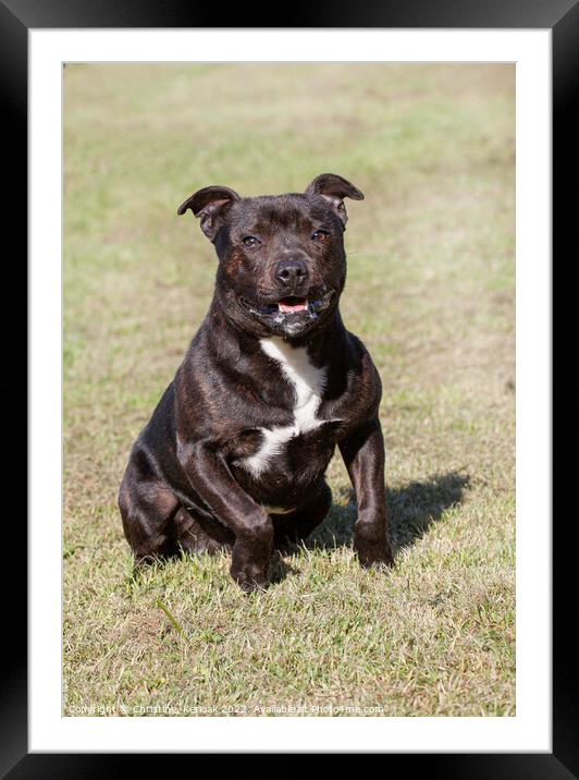 Staffordshire Bull Terrier Framed Mounted Print by Christine Kerioak