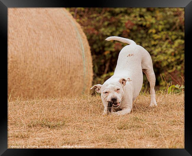 Staffordshire Bull Terrier playing Framed Print by Christine Kerioak