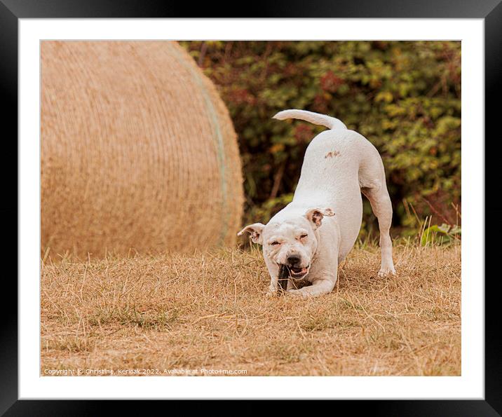 Staffordshire Bull Terrier playing Framed Mounted Print by Christine Kerioak